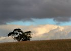 Barrabool Hills 2